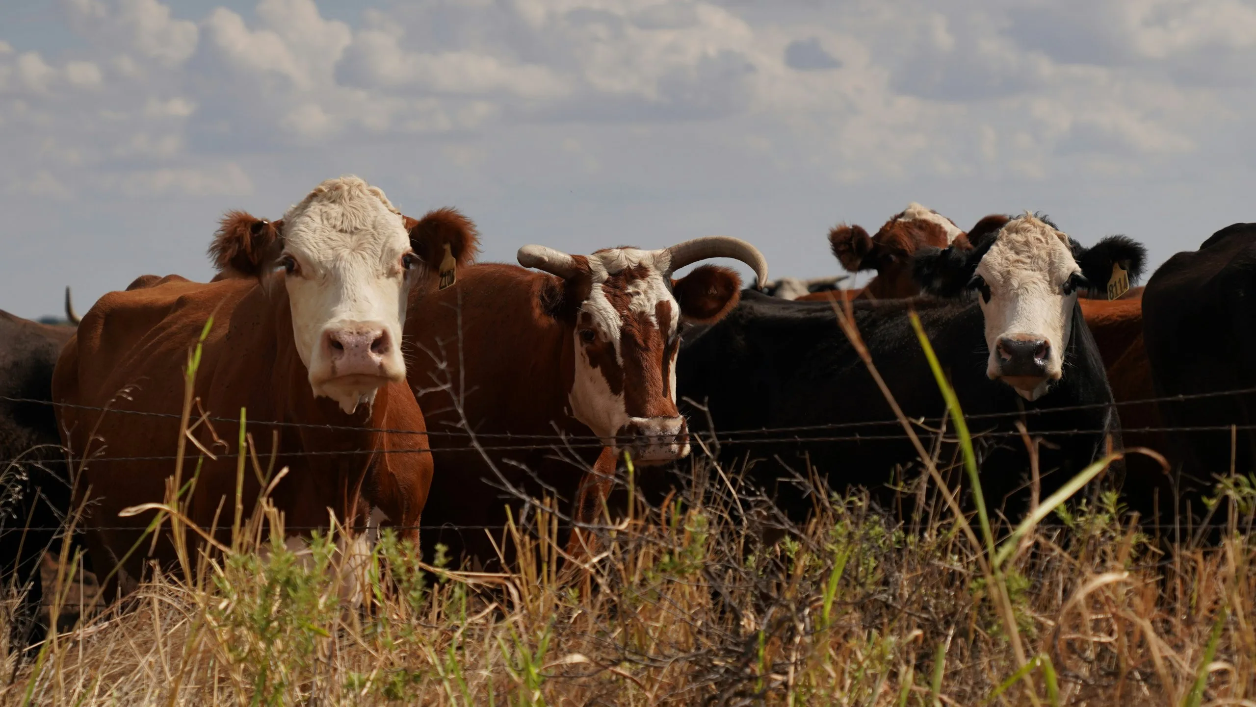 Ranch fencing and open land