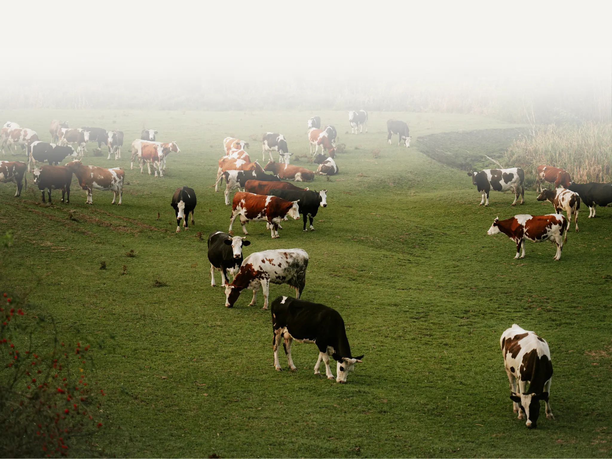 Cattle grazing