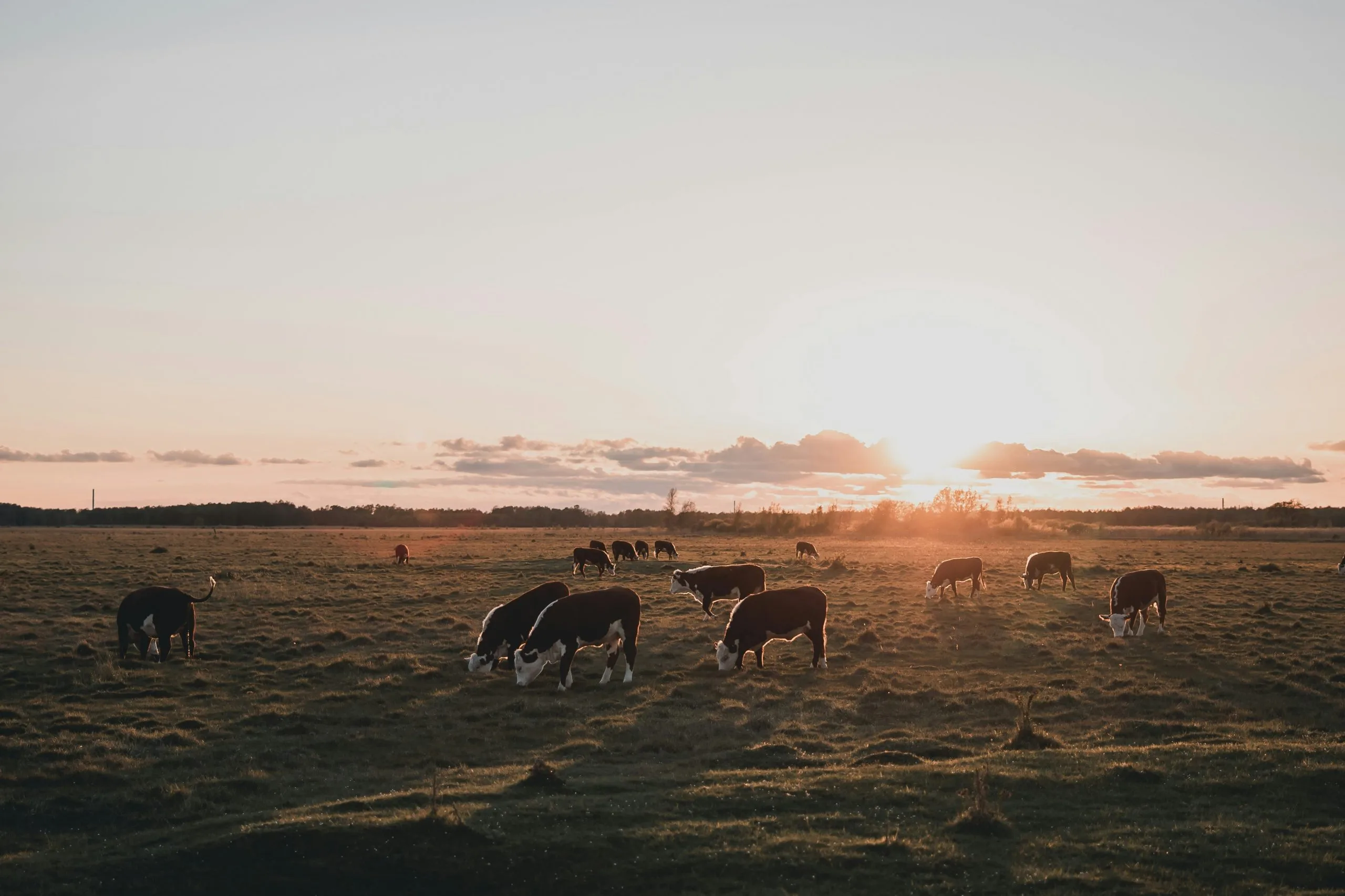 Lush green pasture landscape